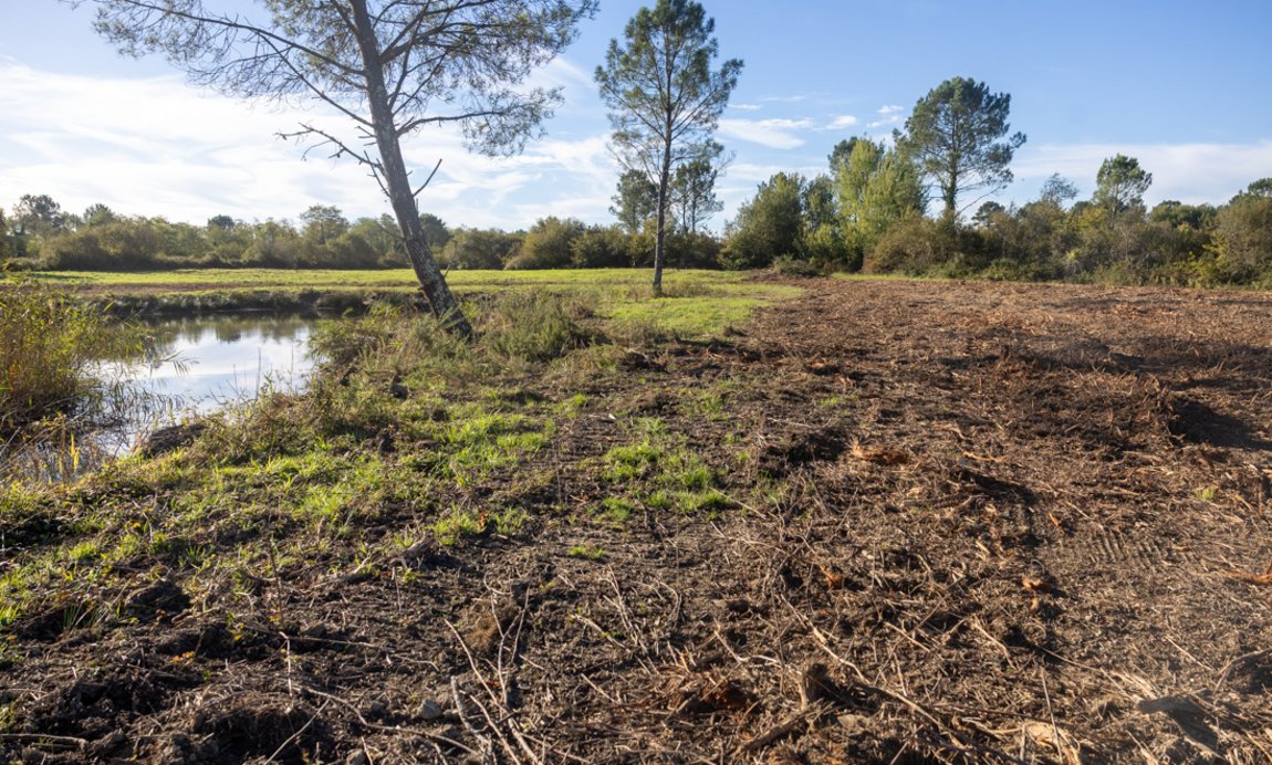 Réserve naturelle nationale d'Arjuzanx Illustration 4