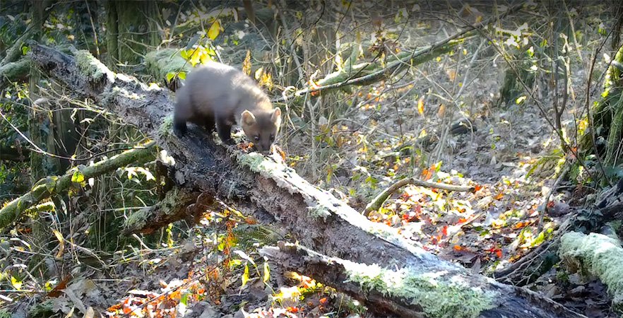 Sur le vif : la martre des pins