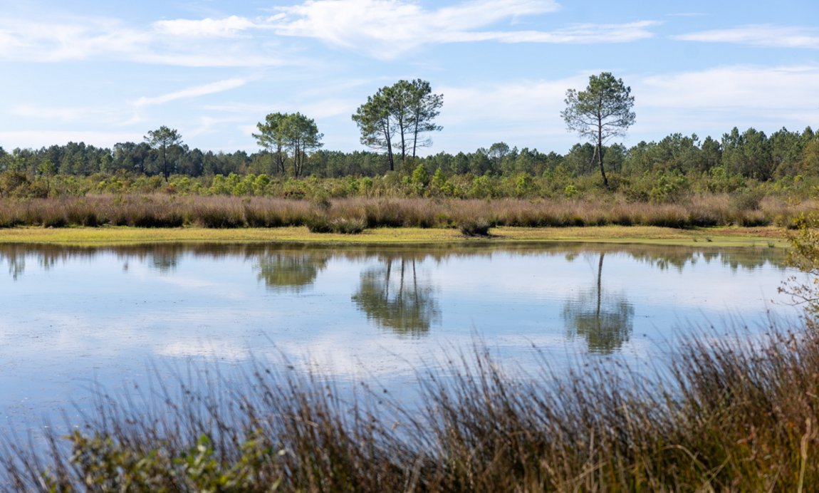 Réserve naturelle nationale d'Arjuzanx Illustration 14