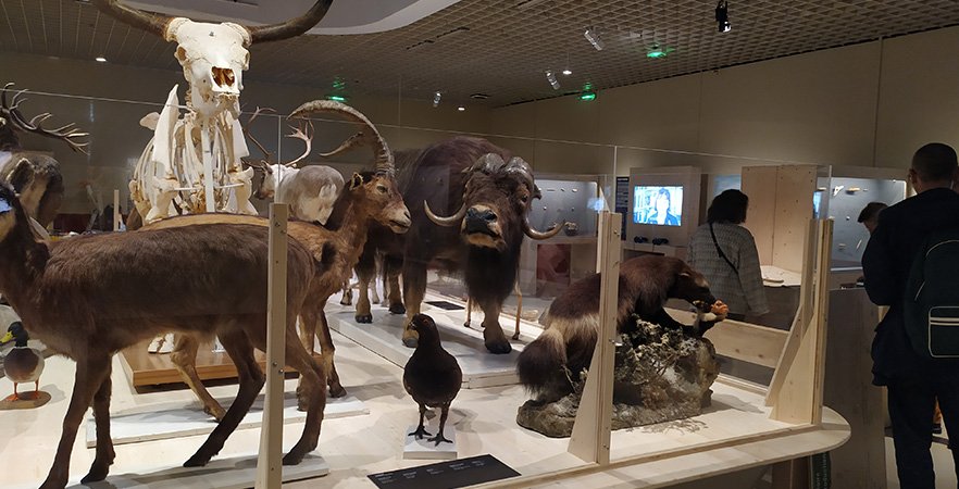 Les Landes partenaires de l’exposition-événement du Musée d’Aquitaine