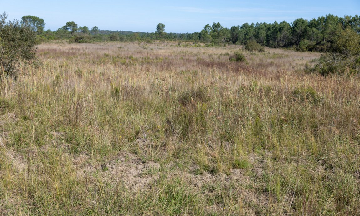 Réserve naturelle nationale d'Arjuzanx Illustration 15