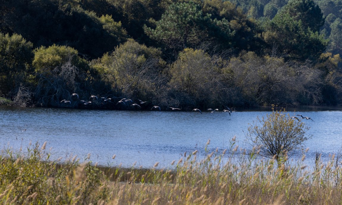 Réserve naturelle nationale d'Arjuzanx Illustration 10