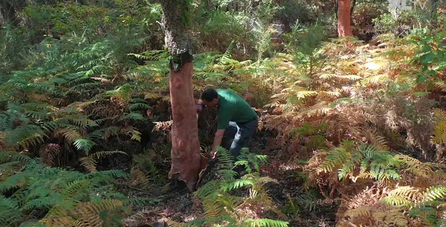 ALLIANCE FORÊTS BOIS : la passion de la forêt ! 